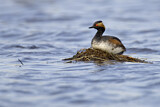 Image. Black-necked Grebe