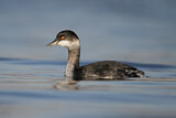 Image. Black-necked Grebe