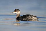 Image. Black-necked Grebe