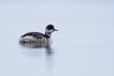 Image. Black-necked Grebe