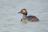 Image. Black-necked Grebe