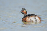 Image. Black-necked Grebe