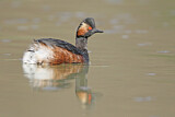 Image. Black-necked Grebe