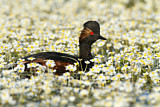 Image. Black-necked Grebe