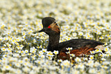 Image. Black-necked Grebe