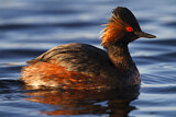 Image. Black-necked Grebe