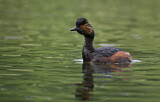 Image. Black-necked Grebe