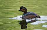 Image. Black-necked Grebe