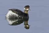 Image. Black-necked Grebe