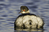 Image. Black-necked Grebe