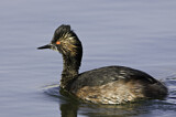 Image. Black-necked Grebe