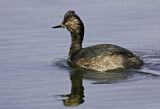 Image. Black-necked Grebe