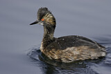 Image. Black-necked Grebe