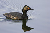 Image. Black-necked Grebe
