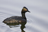 Image. Black-necked Grebe