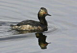 Image. Black-necked Grebe