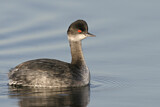 Image. Black-necked Grebe
