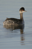 Image. Black-necked Grebe