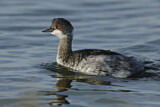 Image. Black-necked Grebe