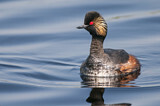 Image. Black-necked Grebe