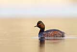 Image. Black-necked Grebe