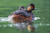 Image. Black-necked Grebe