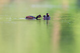 Image. Black-necked Grebe