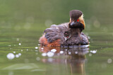 Image. Black-necked Grebe