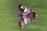 Image. Black-necked Grebe