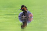 Image. Black-necked Grebe