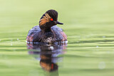 Image. Black-necked Grebe