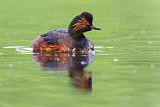 Image. Black-necked Grebe