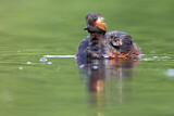 Image. Black-necked Grebe