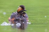 Image. Black-necked Grebe