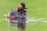 Image. Black-necked Grebe
