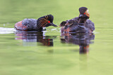 Image. Black-necked Grebe