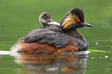Image. Black-necked Grebe
