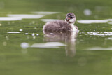 Image. Black-necked Grebe
