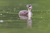 Image. Black-necked Grebe