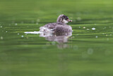 Image. Black-necked Grebe