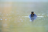 Image. Black-necked Grebe