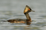 Image. Black-necked Grebe