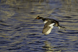 Image. Black-necked Grebe