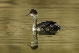 Image. Black-necked Grebe