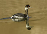 Image. Black-necked Grebe