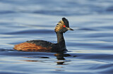 Image. Black-necked Grebe