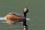 Image. Black-necked Grebe