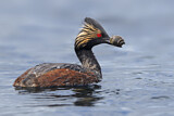 Image. Black-necked Grebe