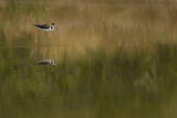 Image. Black-necked Stilt