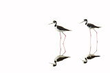 Image. Black-necked Stilt